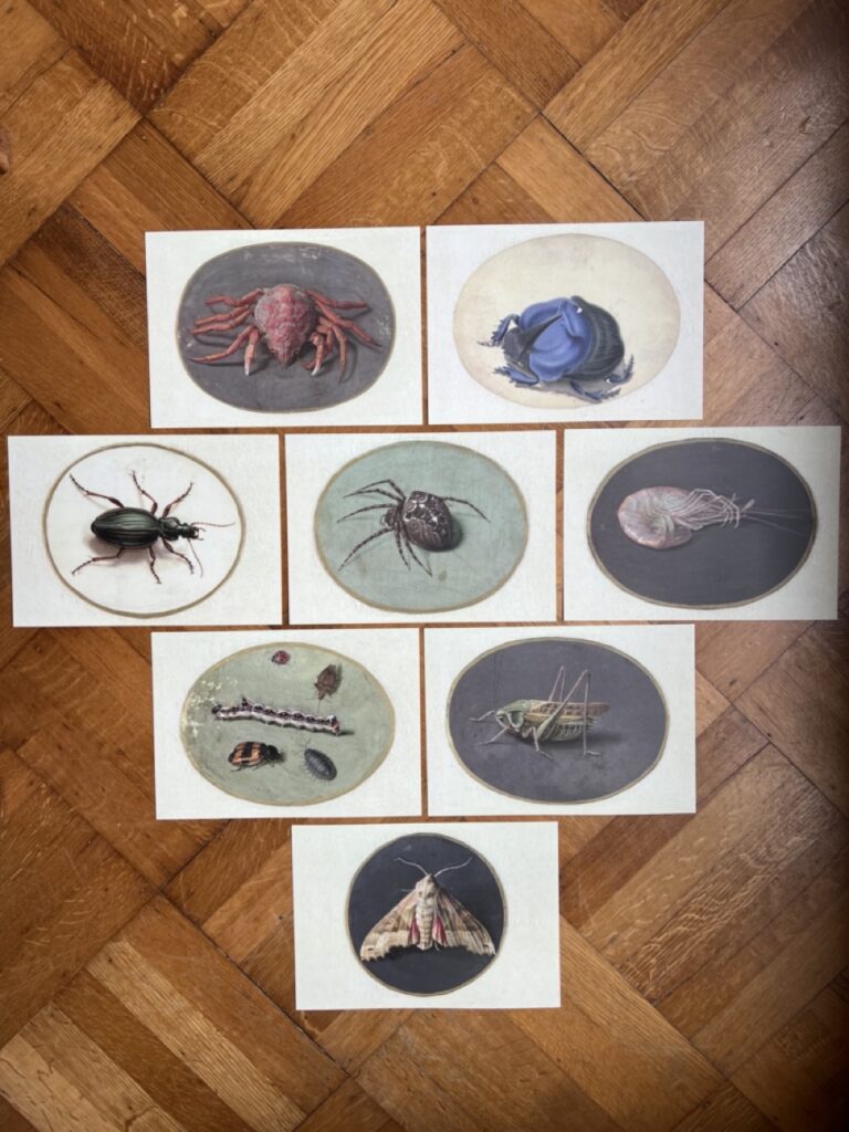 3D insecten – A4