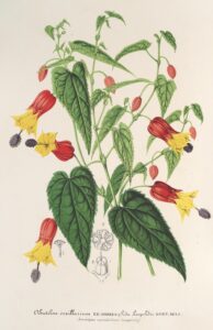 Abutilon vexillarium - Charles Antoine Lemaire