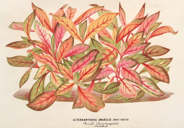Alternanthera amabilis - Charles Antoine Lemaire