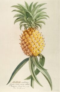 Ananas - Georg Dionysius Ehret