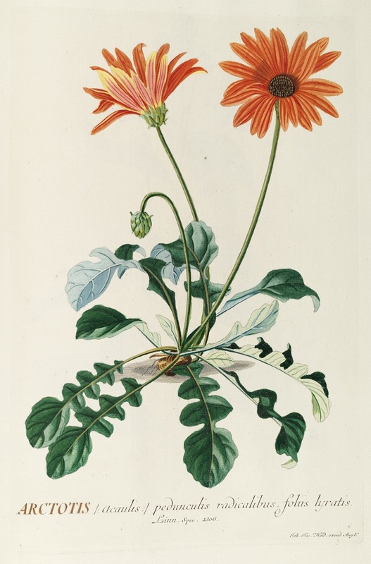 Arctotis - Georg Dionysius Ehret