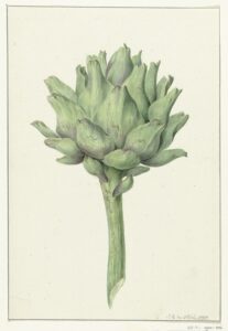 Artisjok - Jean Bernard