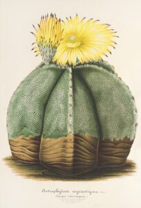 Astrophytum myriostigma - Charles Antoine Lemaire