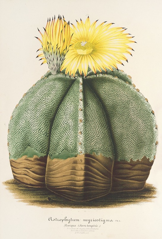 Astrophytum myriostigma - Charles Antoine Lemaire