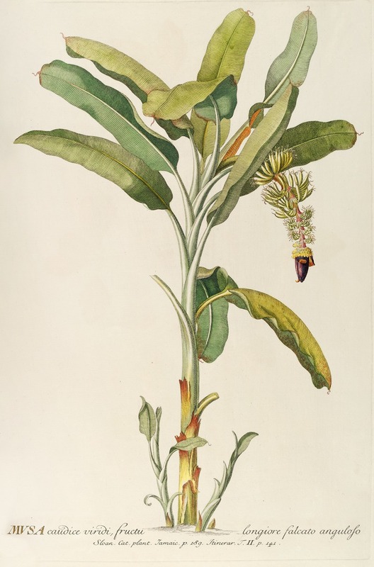 Bananenplant - Georg Dionysius Ehret