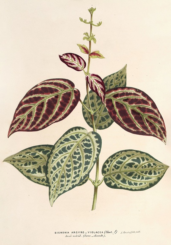 Bignonia argyreo-violascens - Charles Antoine Lemaire