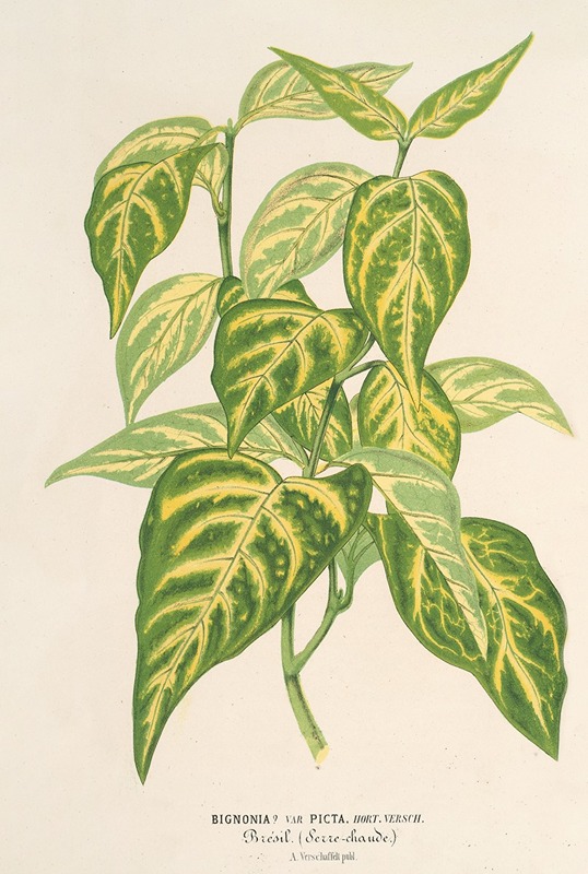 Bignonia picta - Charles Antoine Lemaire