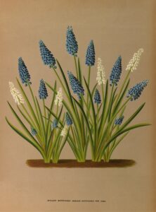 Blauwe en witte druifjes - Arentina Hendrica Arendsen