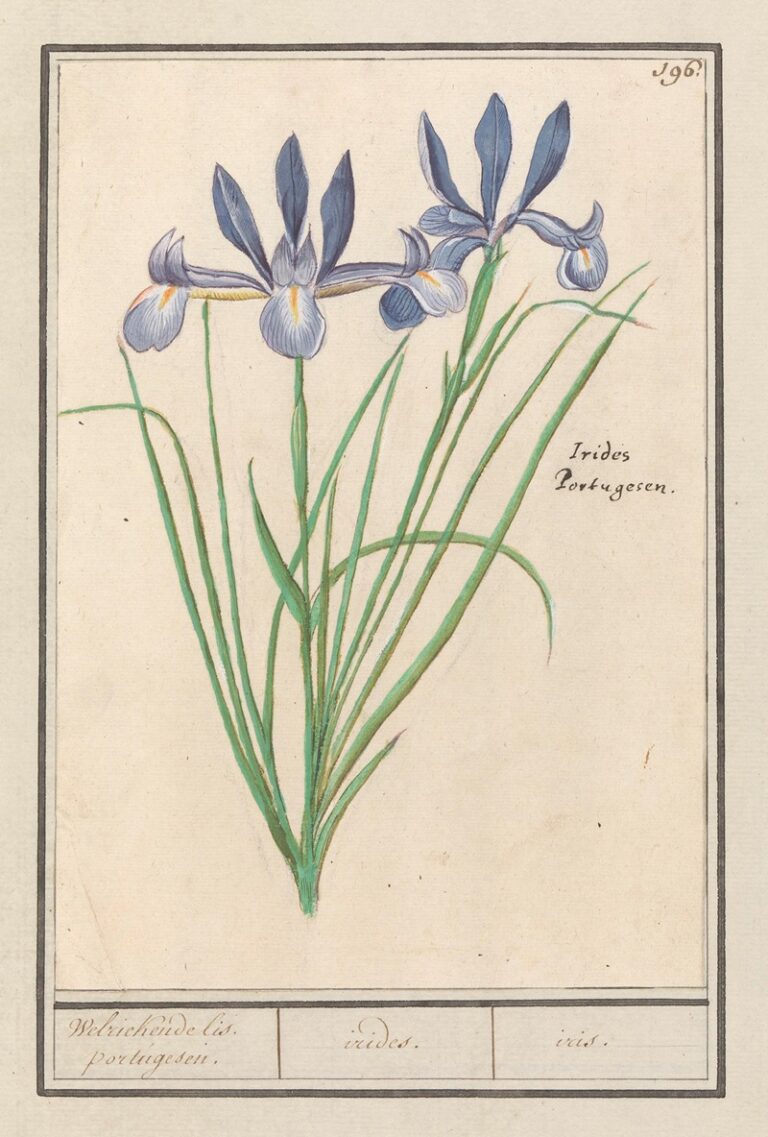 Blauwe lis - Anselmus Boëtius de Boodt