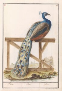 Blauwe pauw - Anselmus Boëtius de Boodt