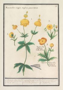 Boterbloemen - Anselmus Boëtius de Boodt