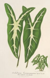 Caladium Lemaireanum - Charles Antoine Lemaire
