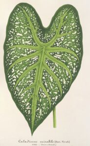 Caladium mirabile - Charles Antoine Lemaire