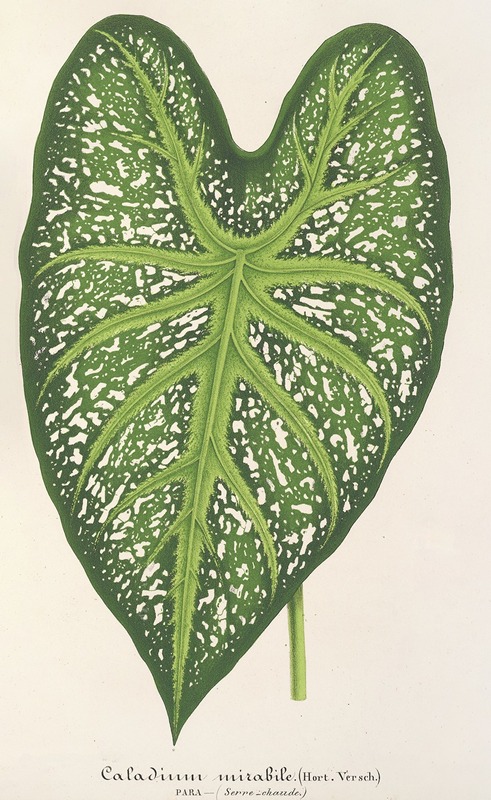 Caladium mirabile - Charles Antoine Lemaire
