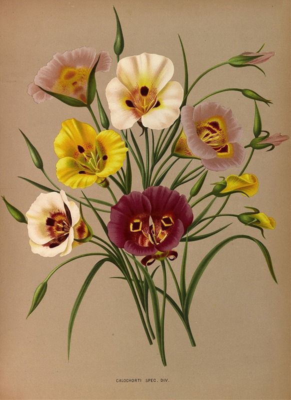Calochortus soorten - Arentina Hendrica Arendsen