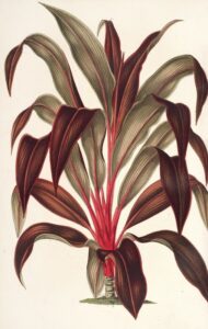 Calodracon terminalis var. Moorei - Charles Antoine Lemaire