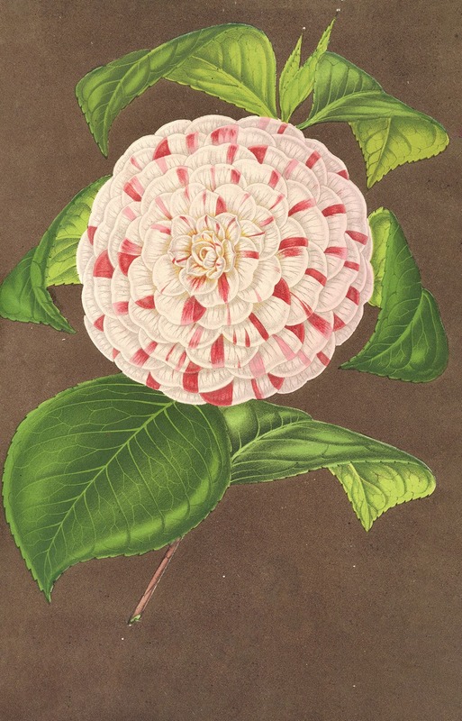 Camellia Madame Verschaffelt - Charles Antoine Lemaire
