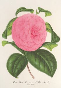 Camellia Vicomte de Nieuland - Charles Antoine Lemaire