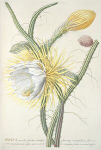 Cereus III - Georg Dionysius Ehret