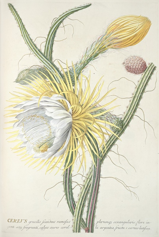 Cereus III - Georg Dionysius Ehret