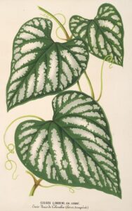 Cissus Lindeni - Charles Antoine Lemaire