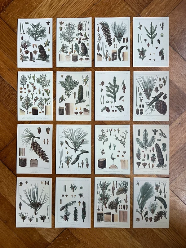 Dennentakkenstudie – Deel 1 – A6