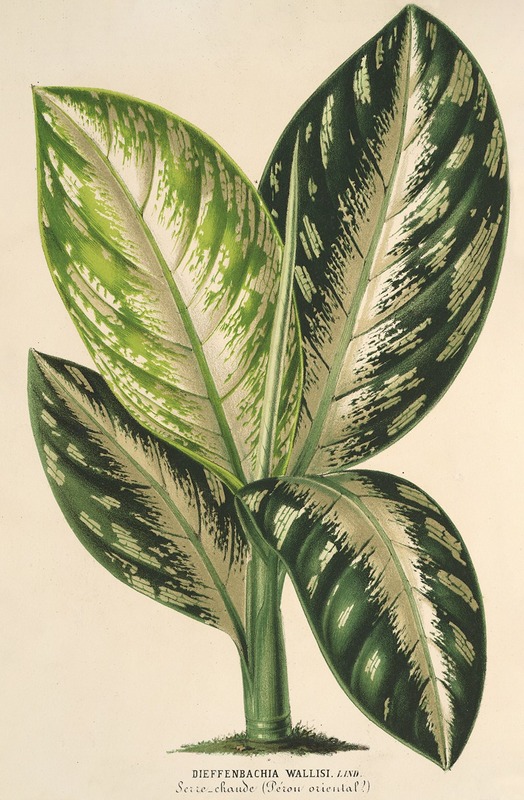 Dieffenbachia Wallisi - Charles Antoine Lemaire