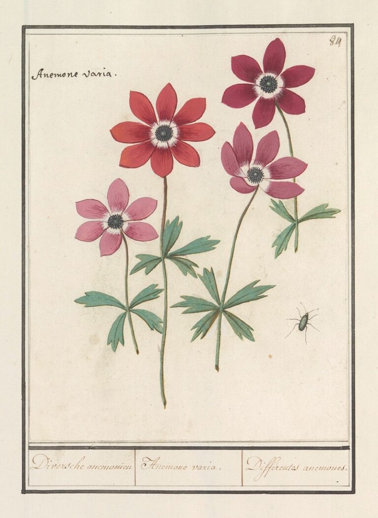Diverse anemonen - Anselmus Boëtius de Boodt