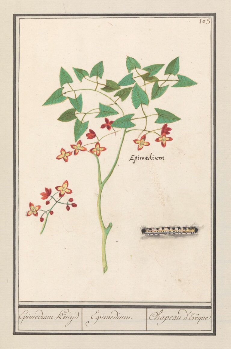 Elfenbloem - Anselmus Boëtius de Boodt