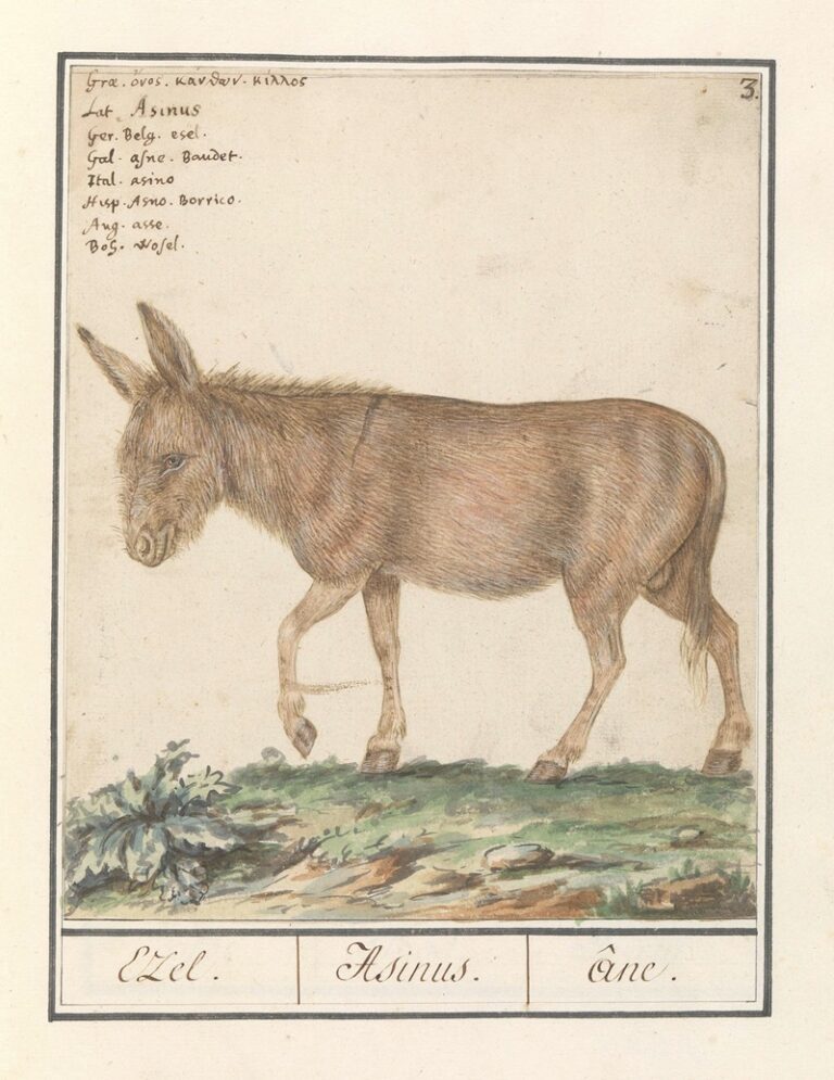 Ezel - Anselmus Boëtius de Boodt