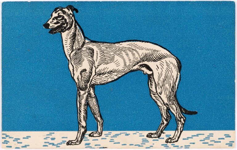 Greyhound III - Moriz Jung