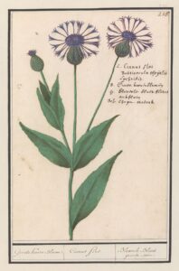 Grote centaurie - Anselmus Boëtius de Boodt