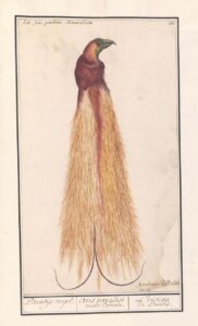 Grote paradijsvogel - Anselmus Boëtius de Boodt