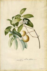 Guave - Georg Dionysius Ehret