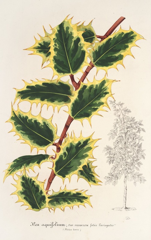 Hulst - Charles Antoine Lemaire