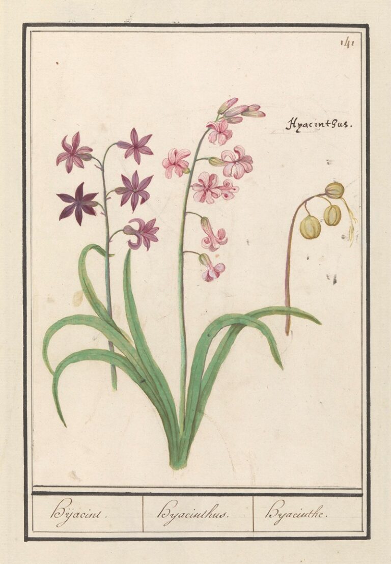 Hyacint - Anselmus Boëtius de Boodt
