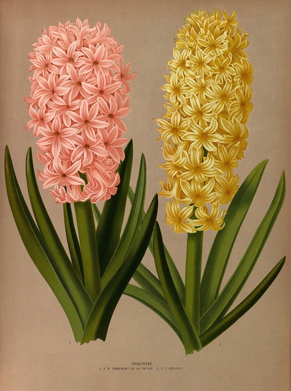 Hyacinten IV - Arentina Hendrica Arendsen