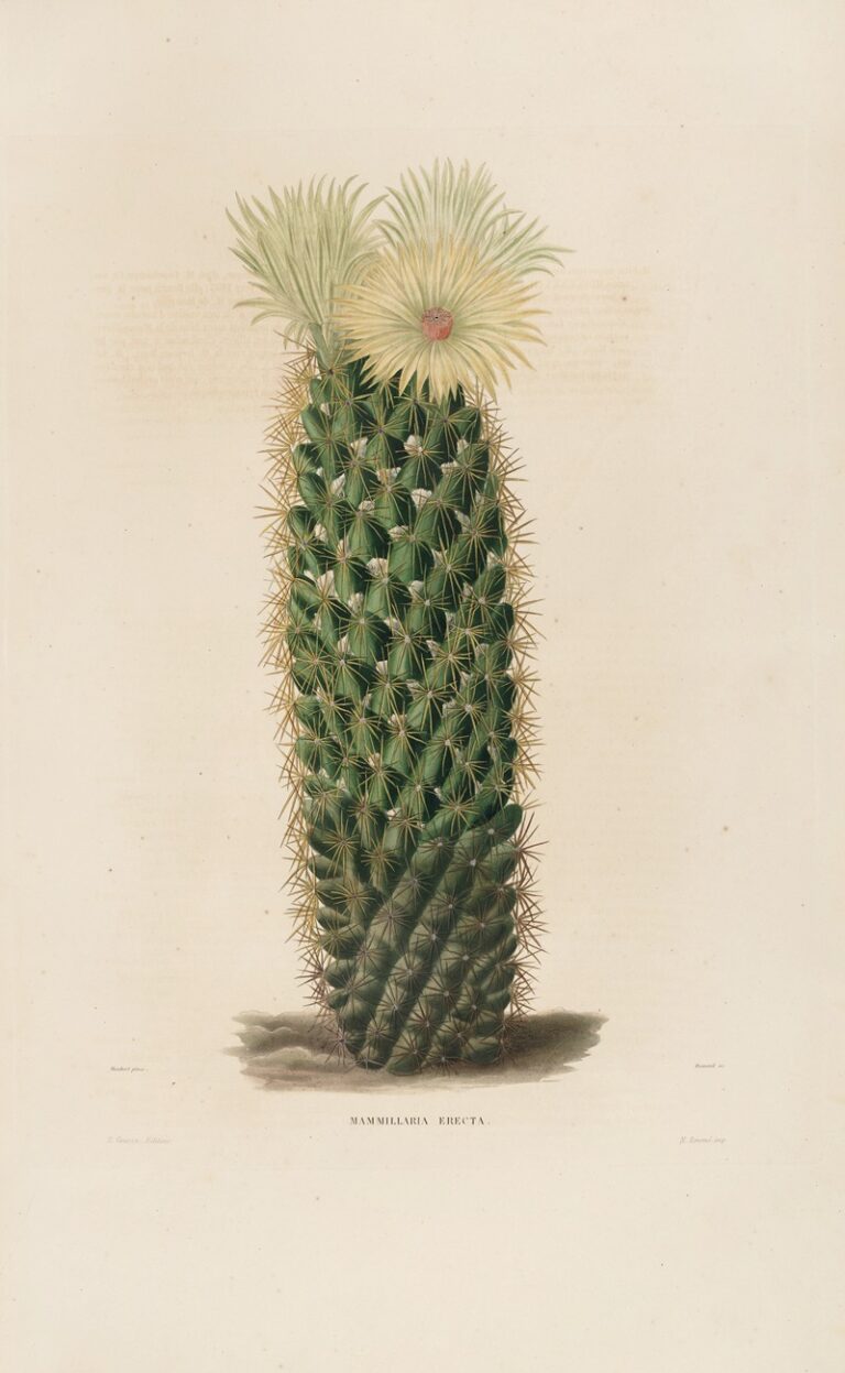 Iconographie des cactées Plaat 13 - Charles Antoine Lemaire