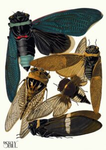 Insecten Plaat 01 - Emile-Allain Séguy