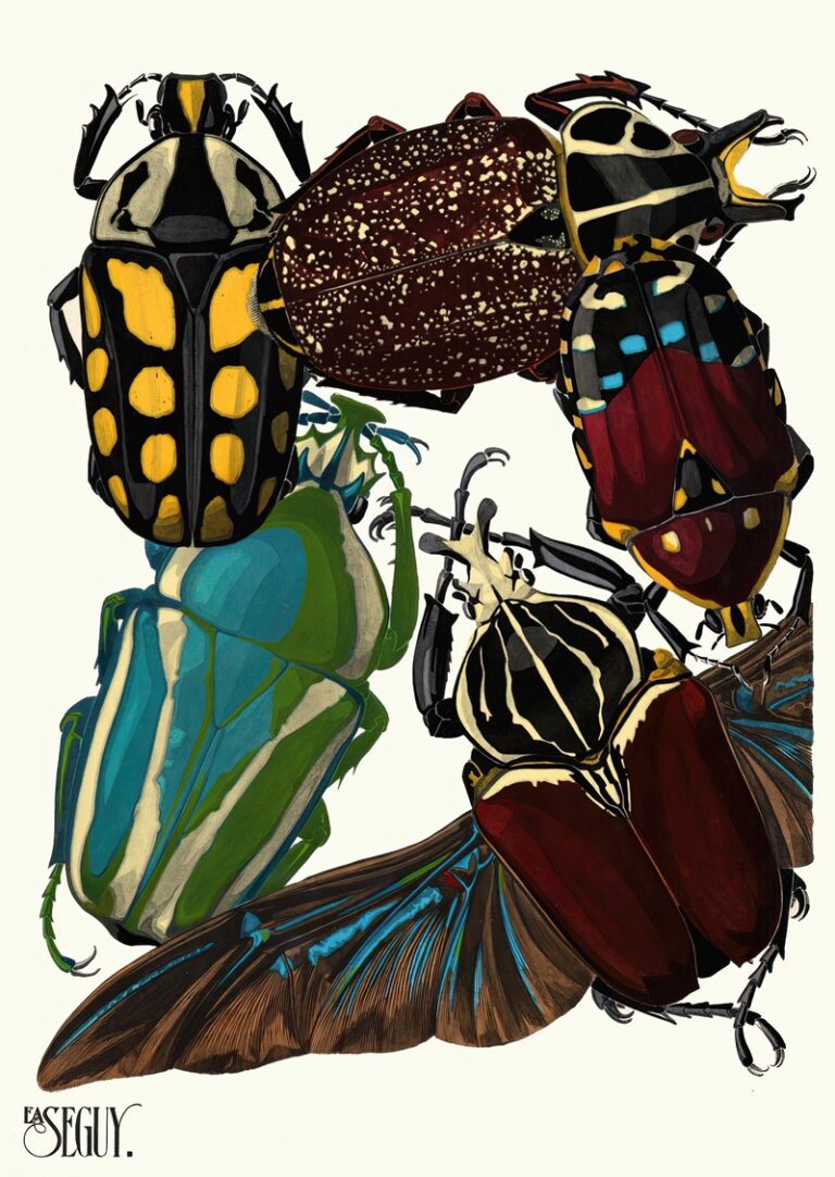 Insecten Plaat 03 - Emile-Allain Séguy