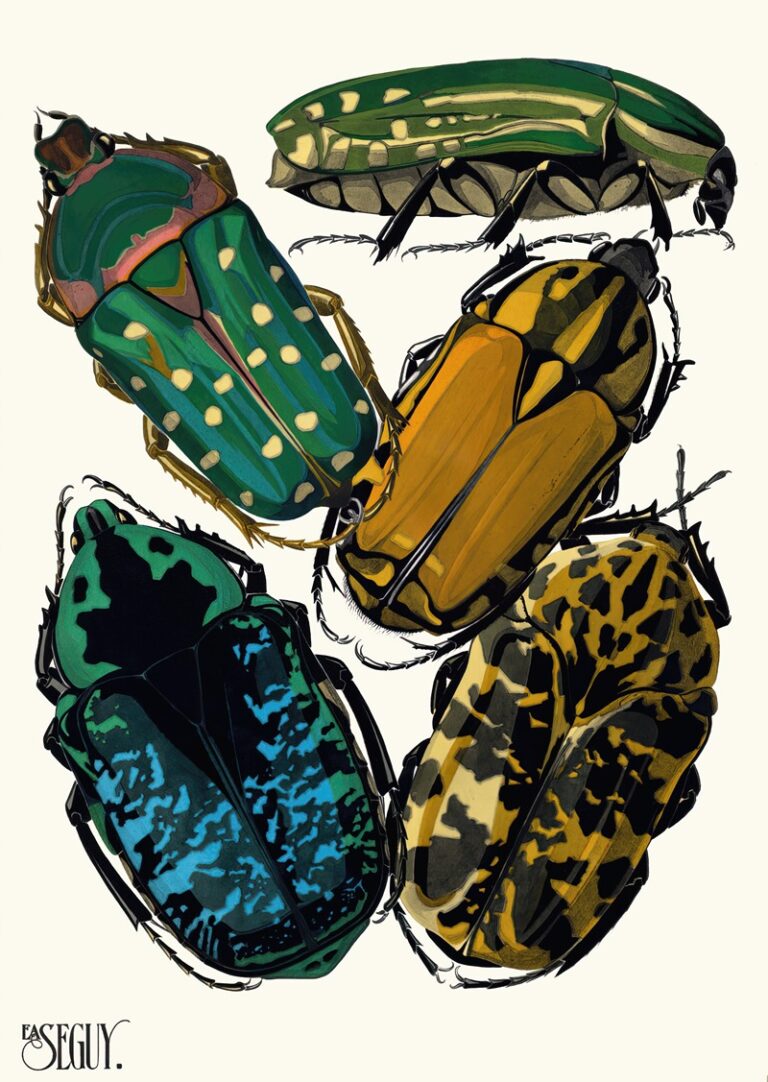 Insecten Plaat 04 - Emile-Allain Séguy