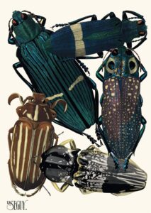 Insecten Plaat 05 - Emile-Allain Séguy