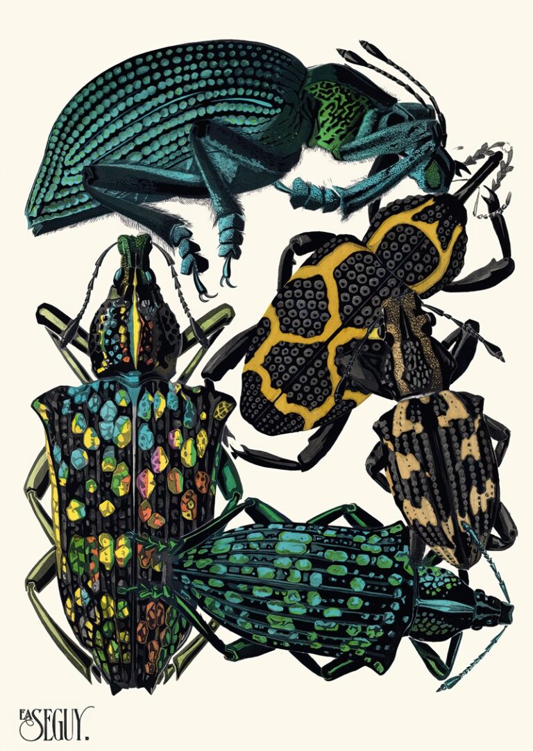 Insecten Plaat 06 - Emile-Allain Séguy