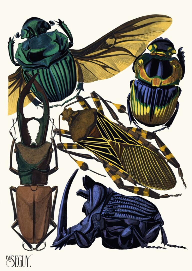 Insecten Plaat 07 - Emile-Allain Séguy