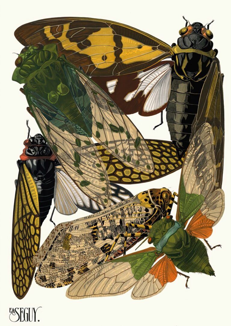 Insecten Plaat 12 - Emile-Allain Séguy