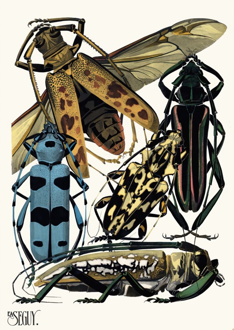 Insecten Plaat 14 - Emile-Allain Séguy