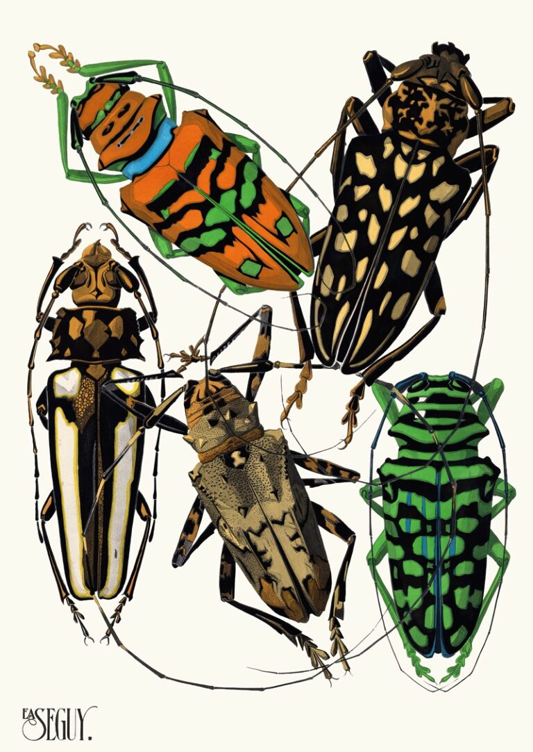 Insecten Plaat 15 - Emile-Allain Séguy
