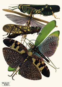 Insecten Plaat 19 - Emile-Allain Séguy
