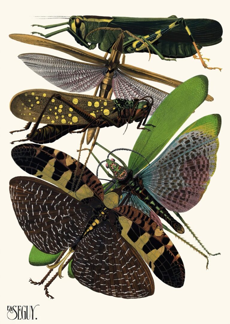Insecten Plaat 19 - Emile-Allain Séguy
