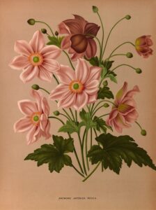 Japanse anemoon - Arentina Hendrica Arendsen